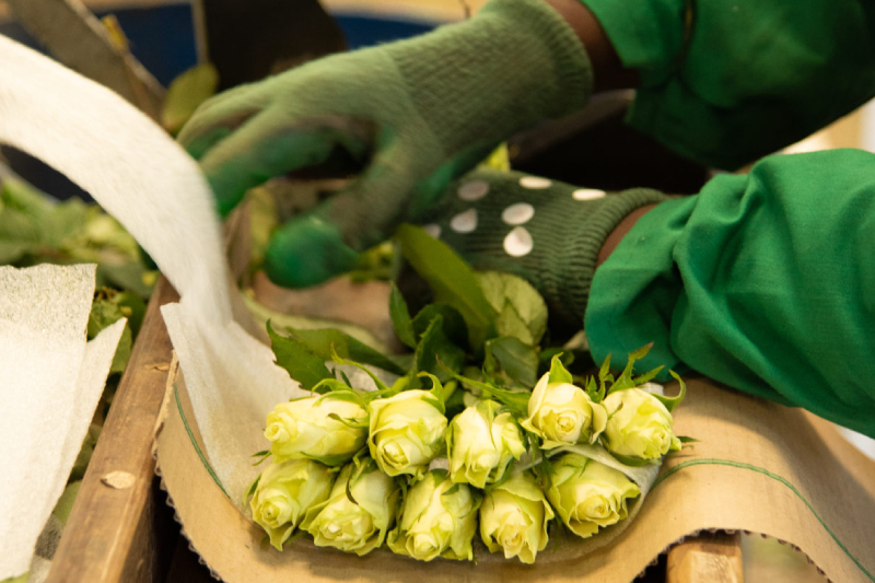 A person (face not seen) is packing yellow rose flowers.